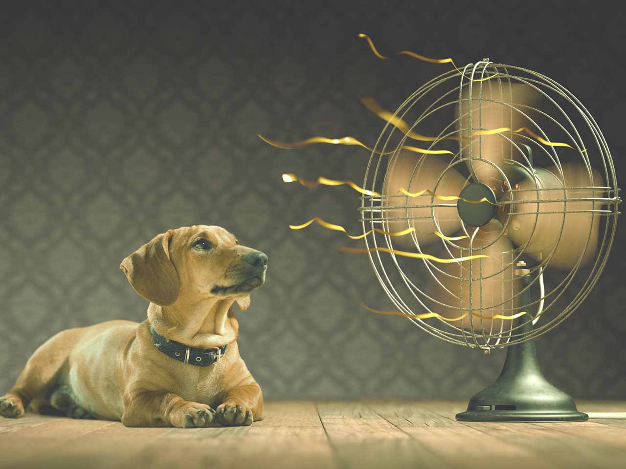 Dog keeping cool next to an electric fan