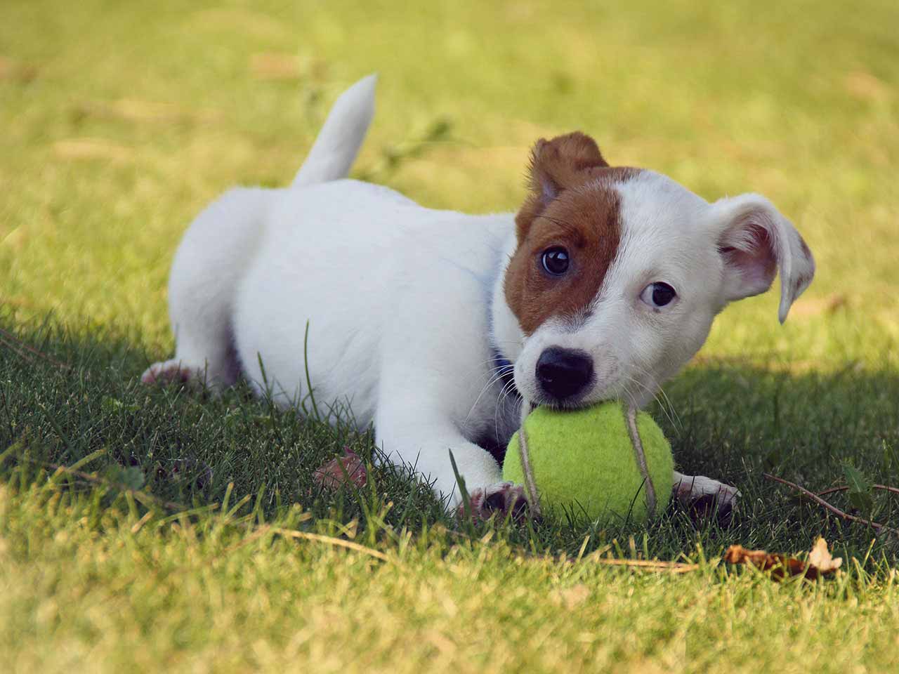 Dog playing a tennis ball game