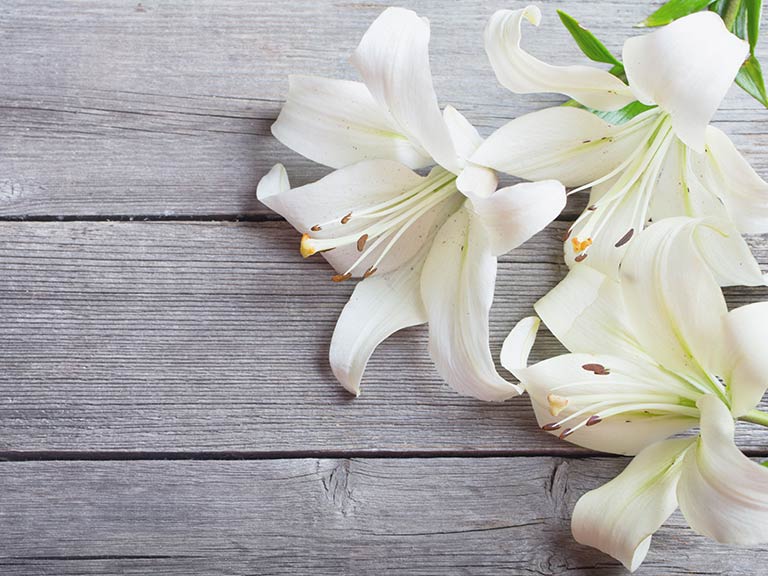 White lilies on a wooden background