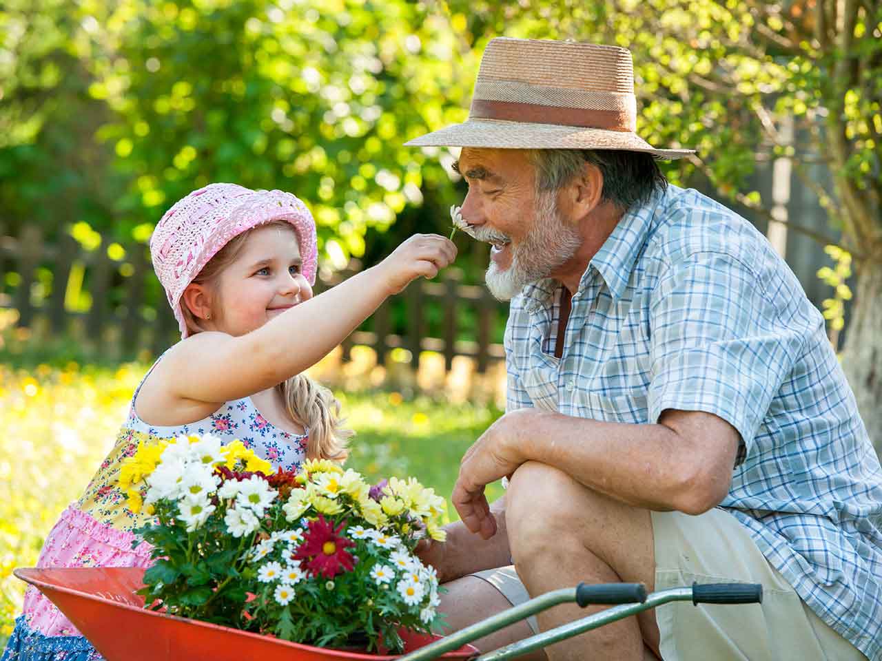 Grandfather smelling flower held out by granddatughter in the garden