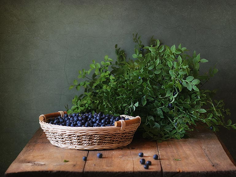 Bilberry plant and bilberries in a basket