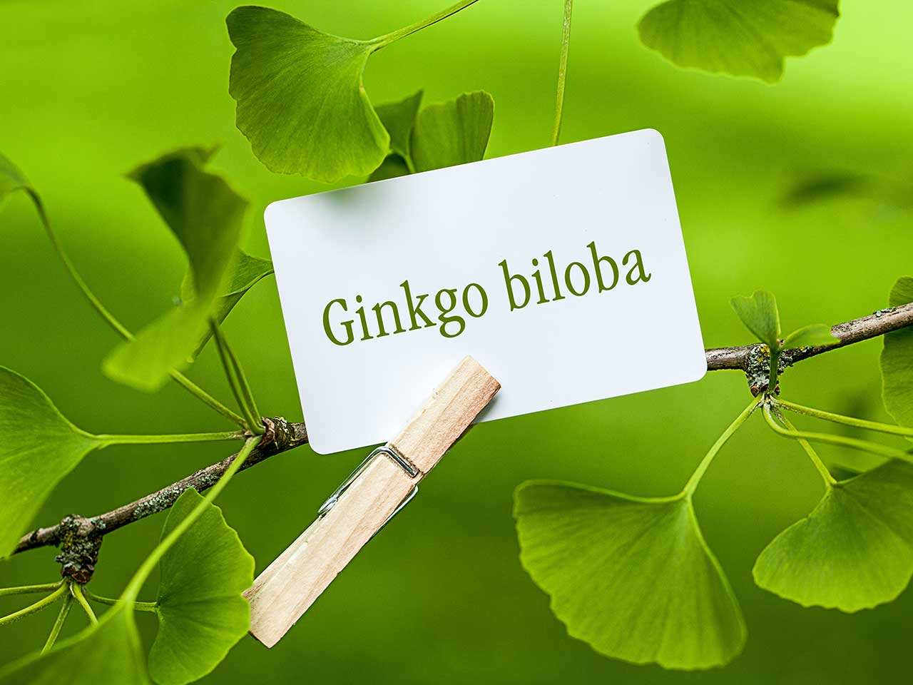 Ginkgo Biloba plant