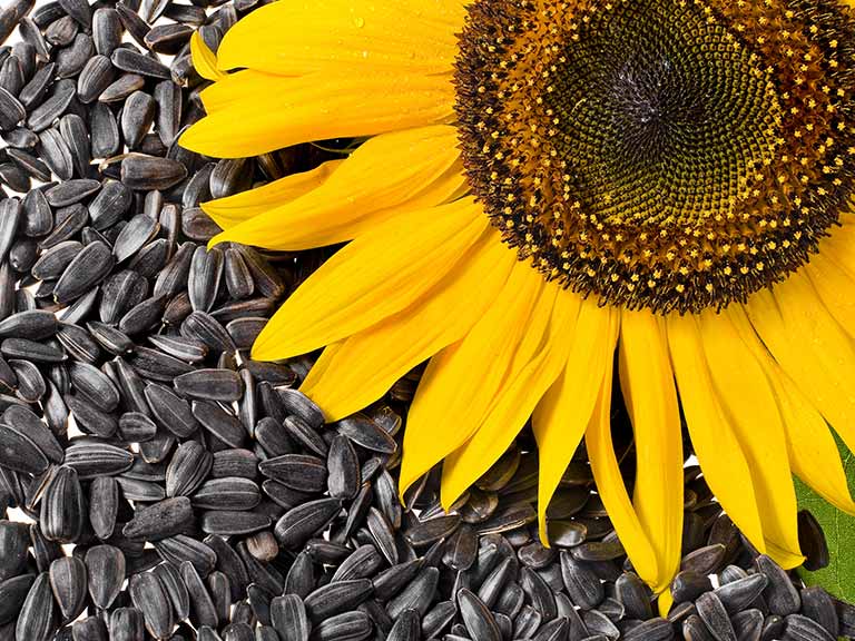 Sunflower seeds and a sunflower head