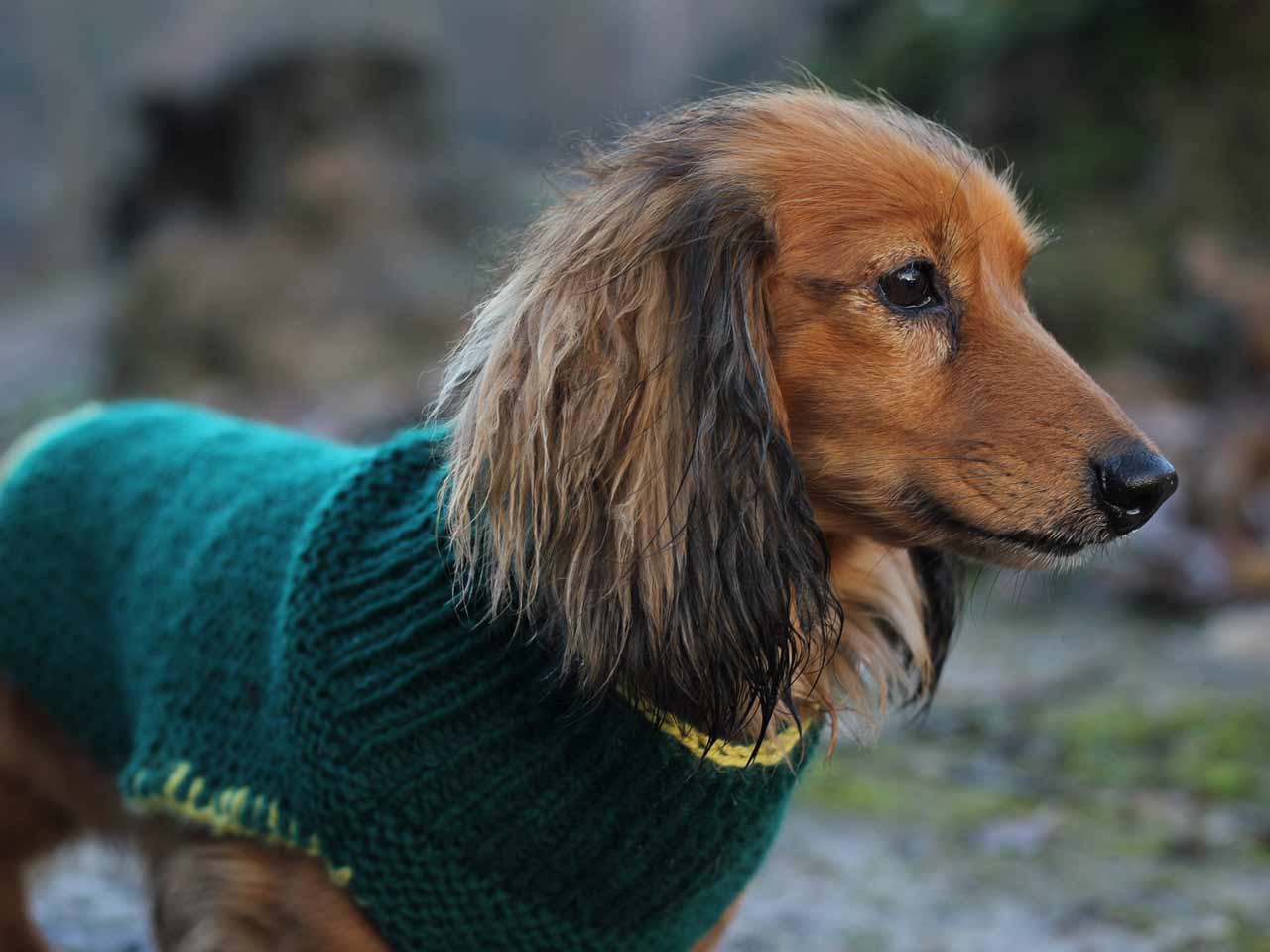 Dog coat knitting pattern - Saga
