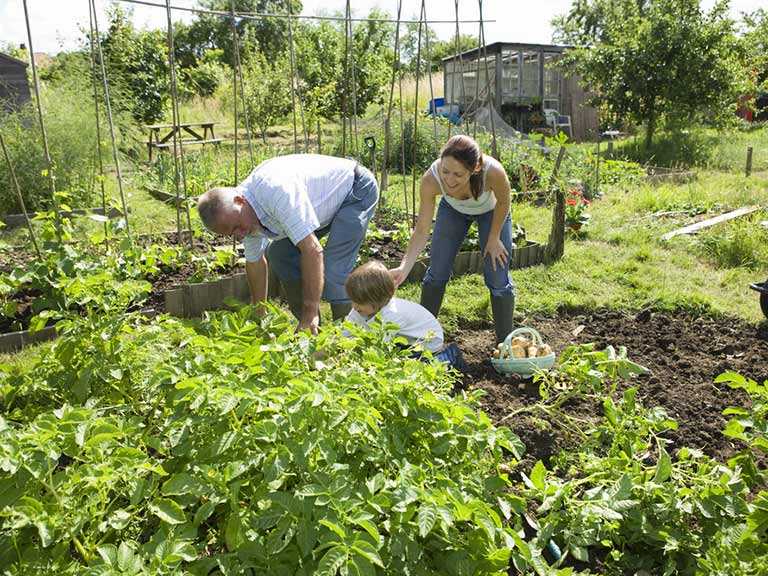 Grandfather and family in allotment plot