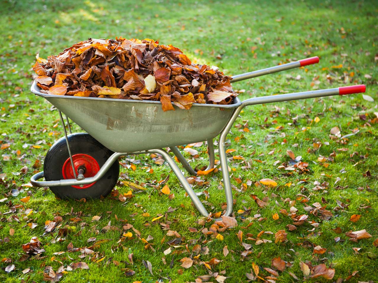 Wheelbarrow full of autumn leaves
