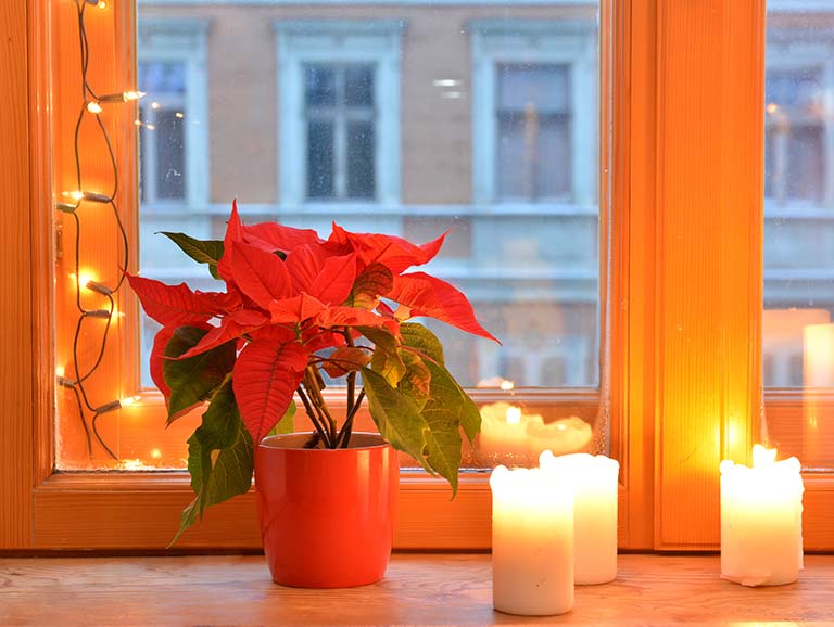 Festive poinsettia with Christmas candles
