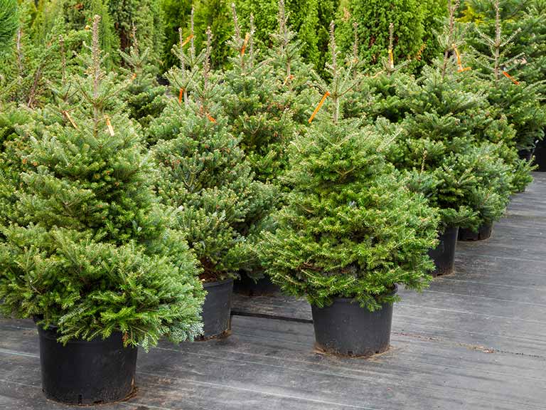 Real Christmas trees growing in pots