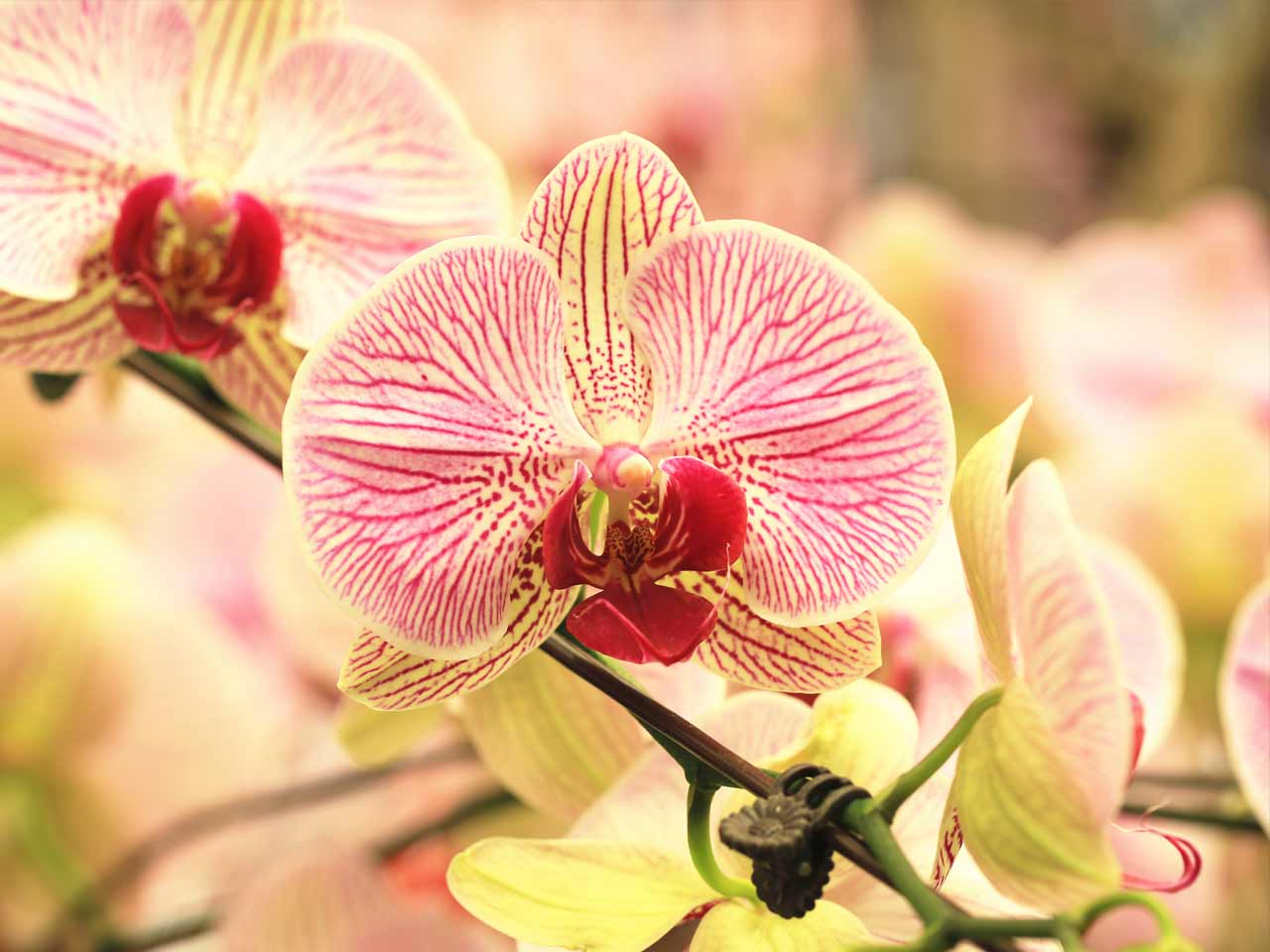Phalaenopsis moth orchid
