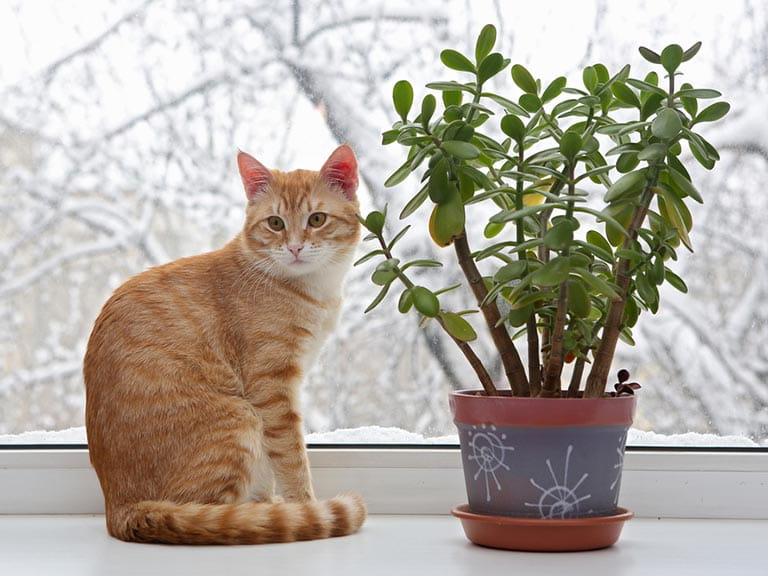 Cat sitting on a windowsill next to a houseplant