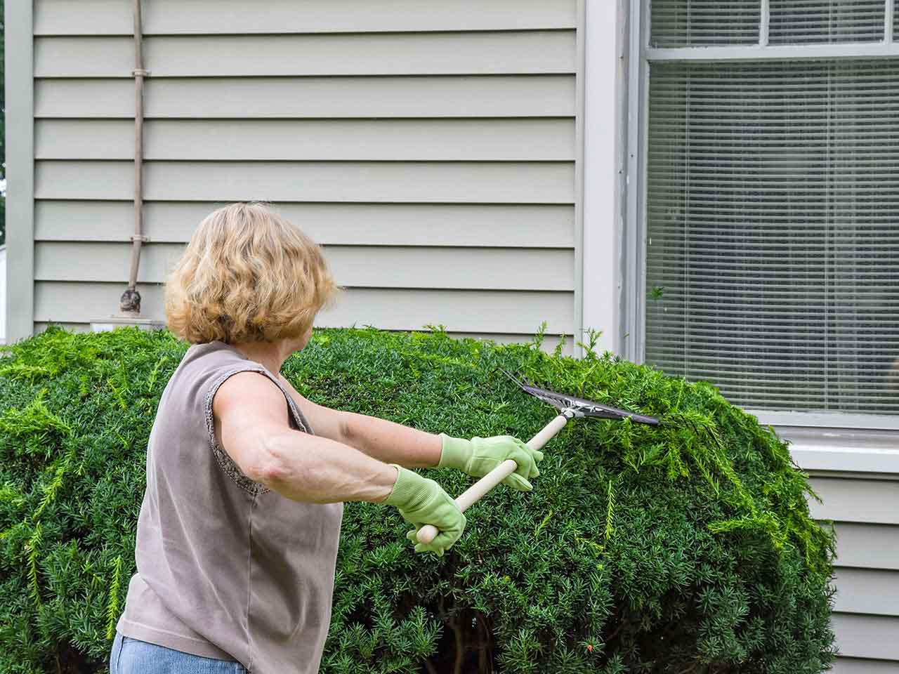 Woman pruning a hedge