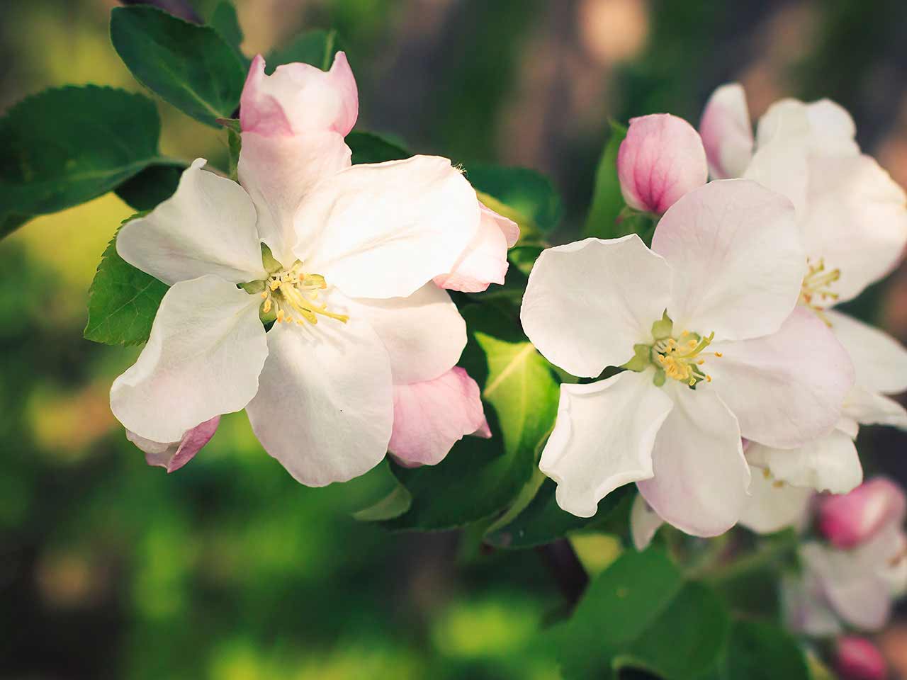 Blooming apple blossom