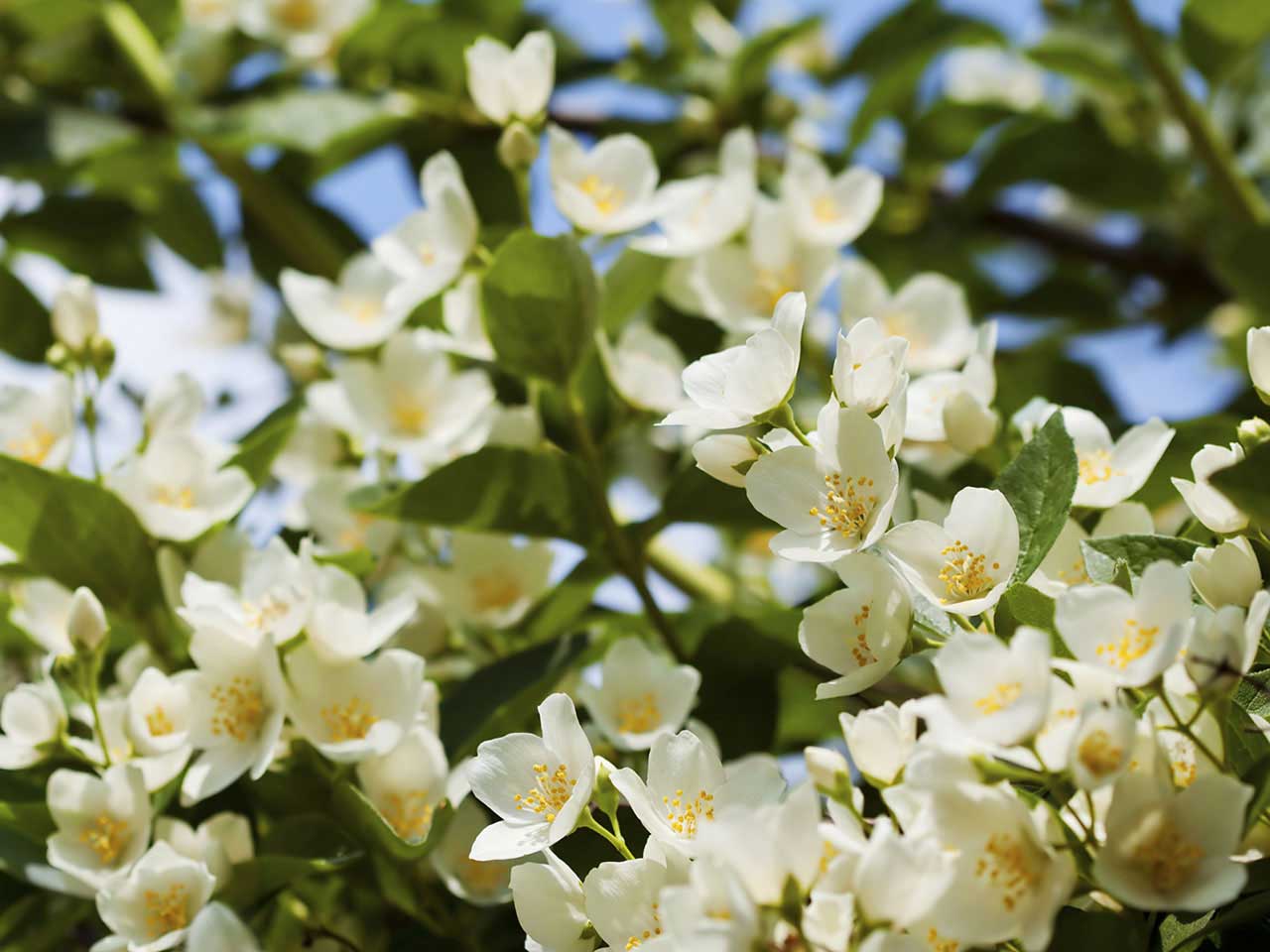 Fragrant white and yellow jasmine flowers