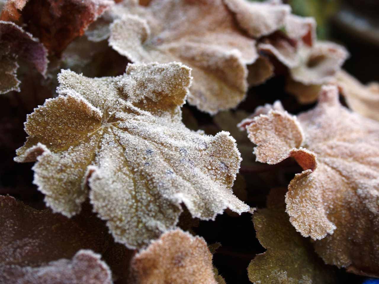 Heuchera plant with frosty leaves in the winter
