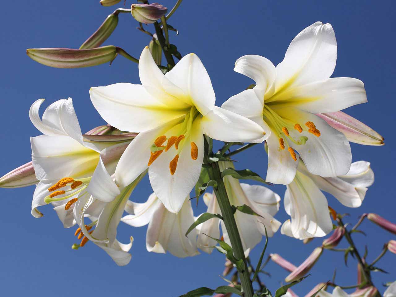 White lilies against a blue sky