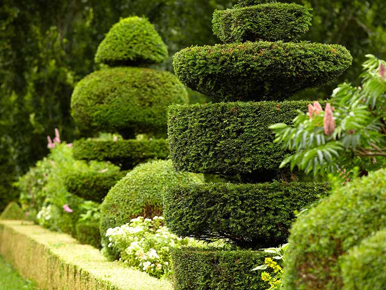 Topiary bushes