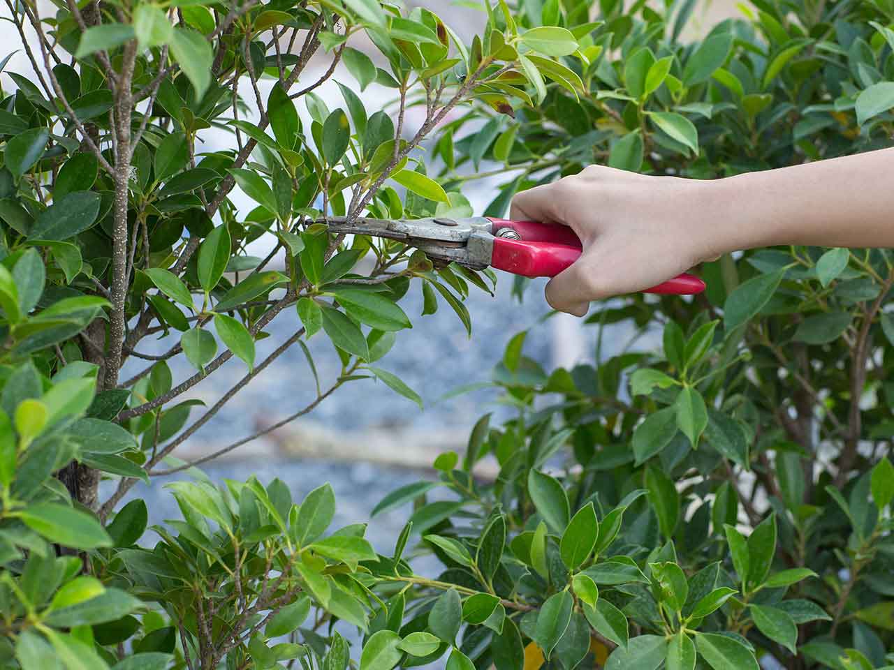 Gardener pruning with secateurs