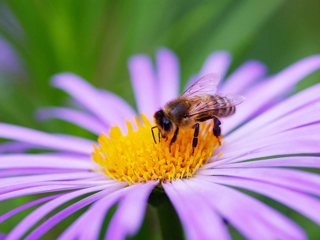 Bee sitting on a purple flower