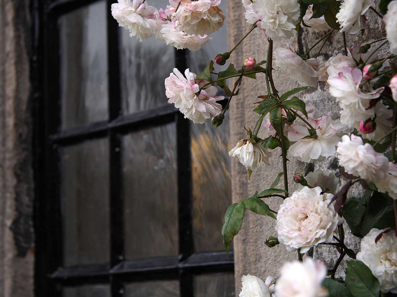 Rambling roses around a window