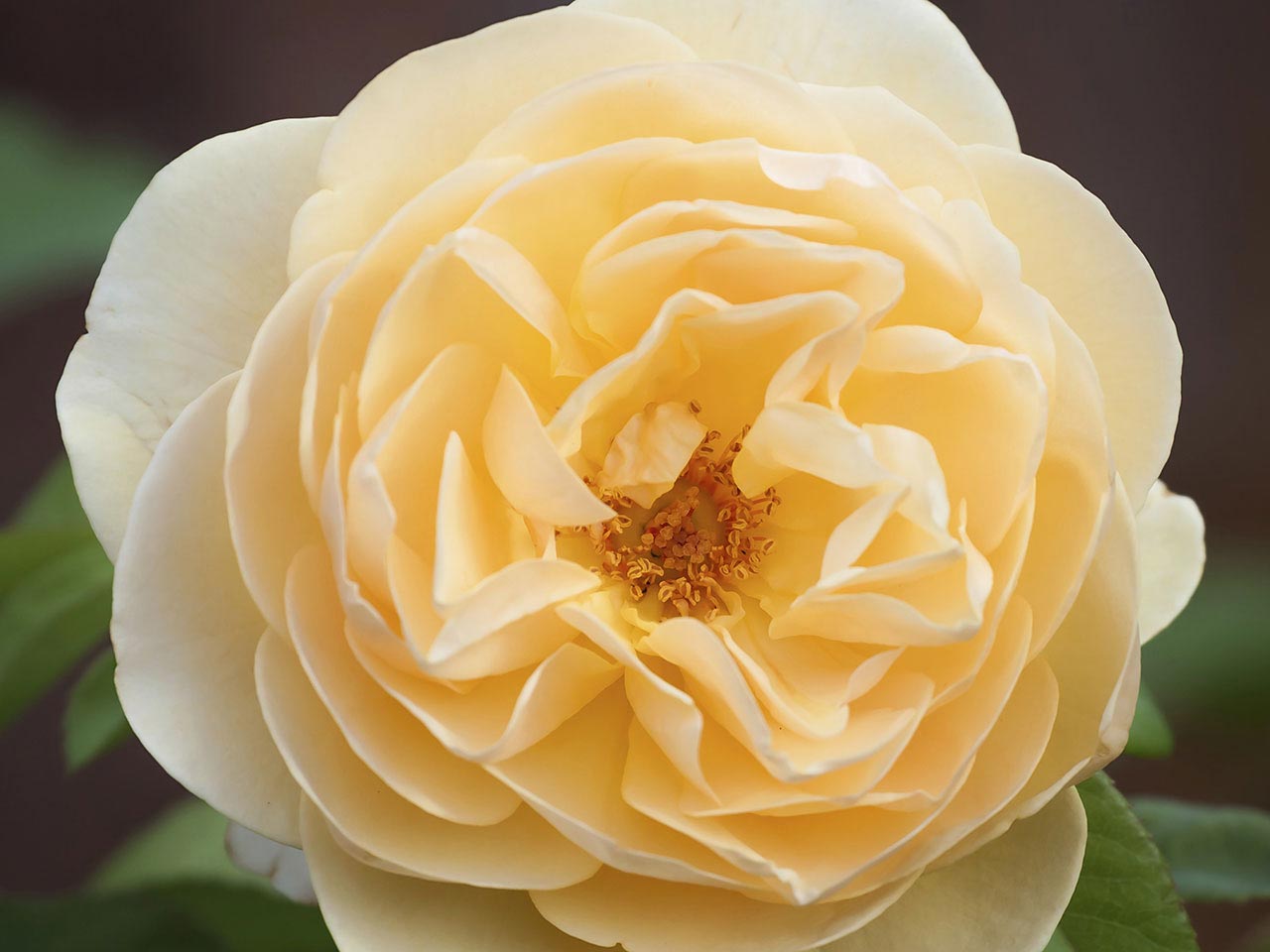 Buff Beauty scented rose