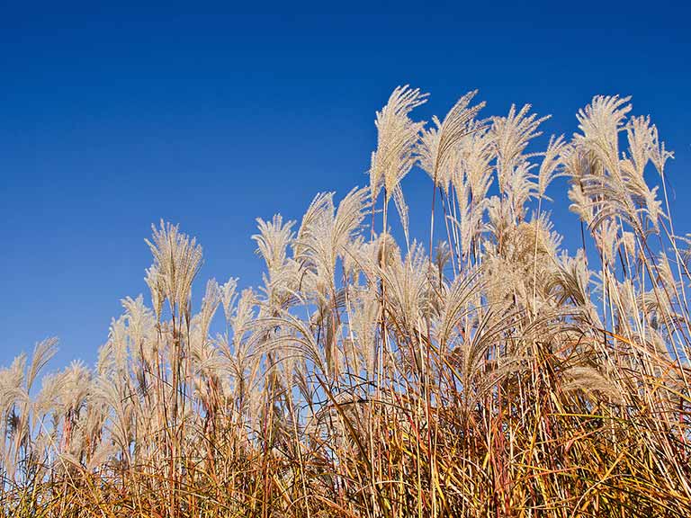 Miscanthus Sinensis blowing against a blue sky