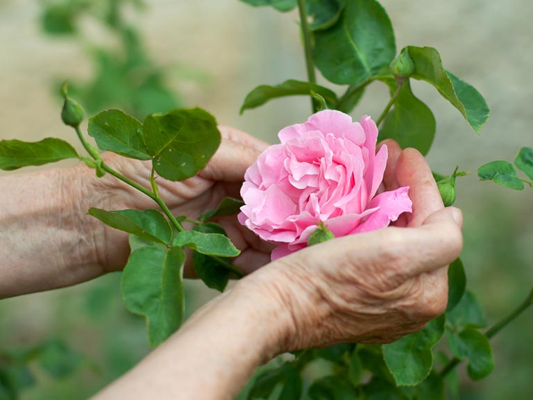 Elderly hand holding pink rose