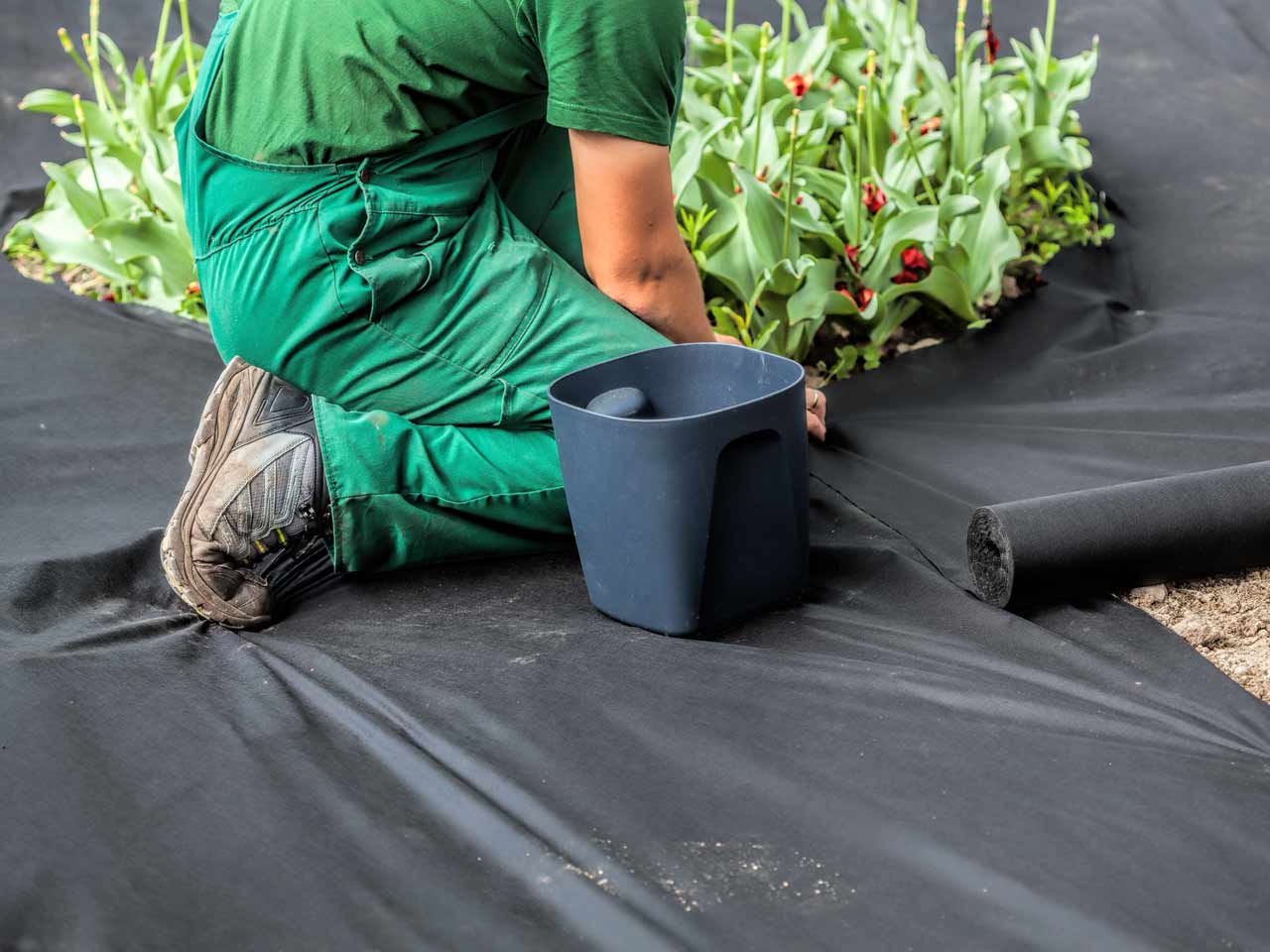Using plastic sheeting for weed control