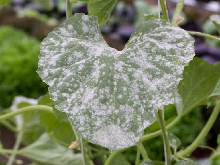 Powdery mildew