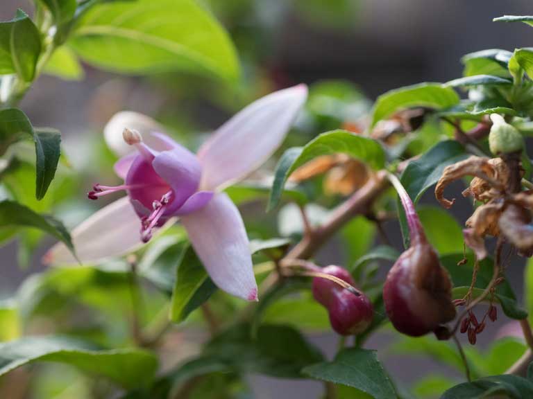 Fuchsia with dying leaves and flowers