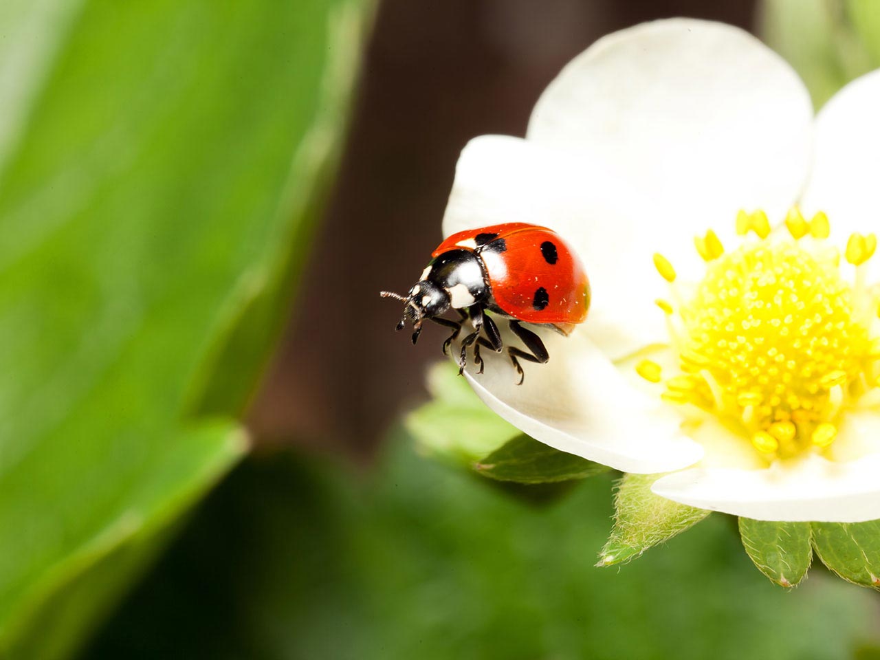 A ladybird, a predator of aphids