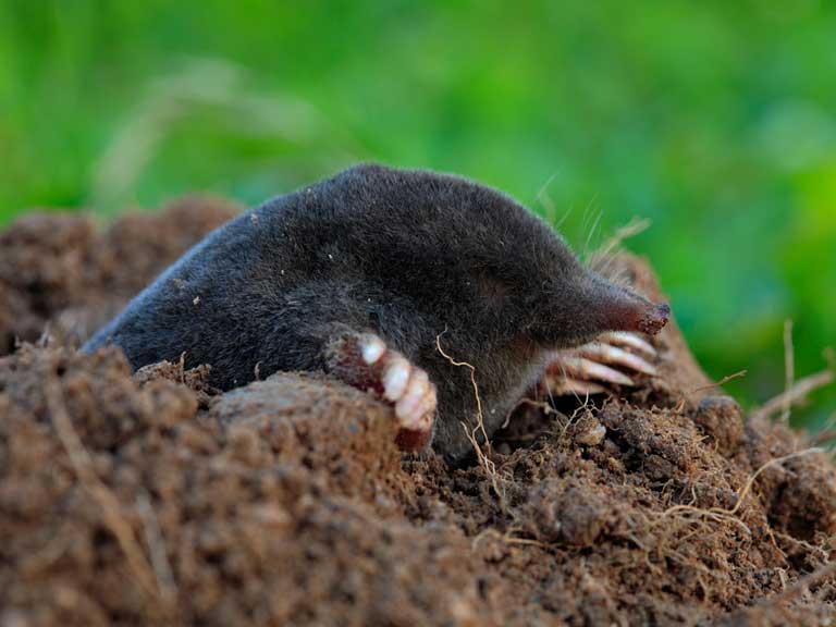 Mole emerging from hole