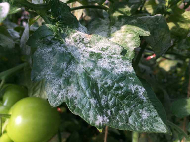 Powdery mildew on a tomato plant
