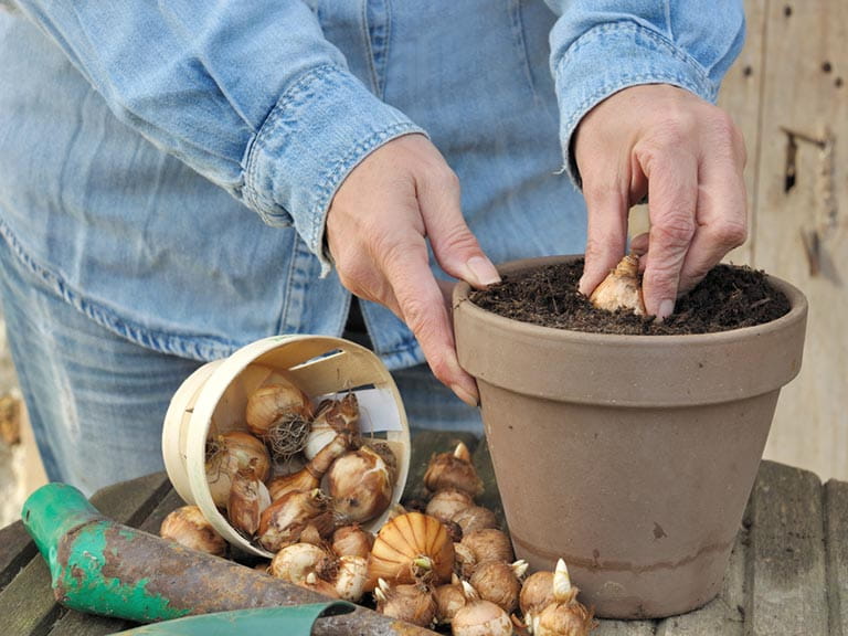 Senior woman planting bulbs into a pot