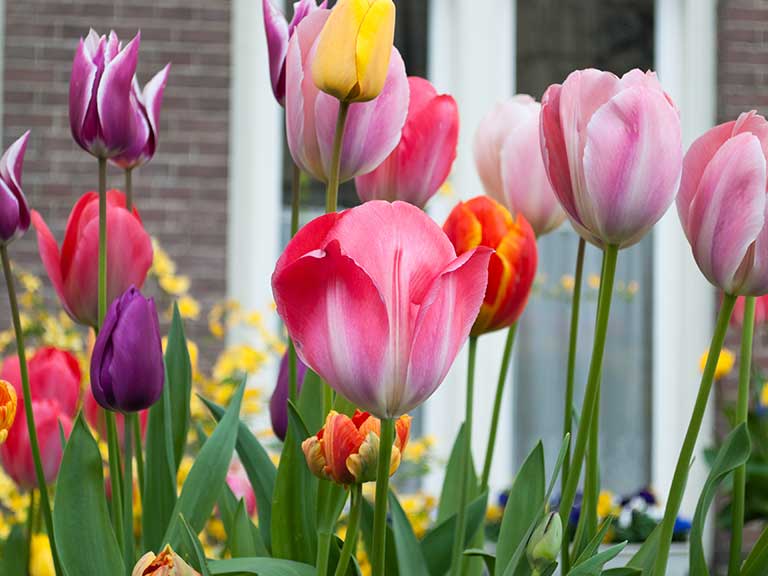 Tulips growing outside a house