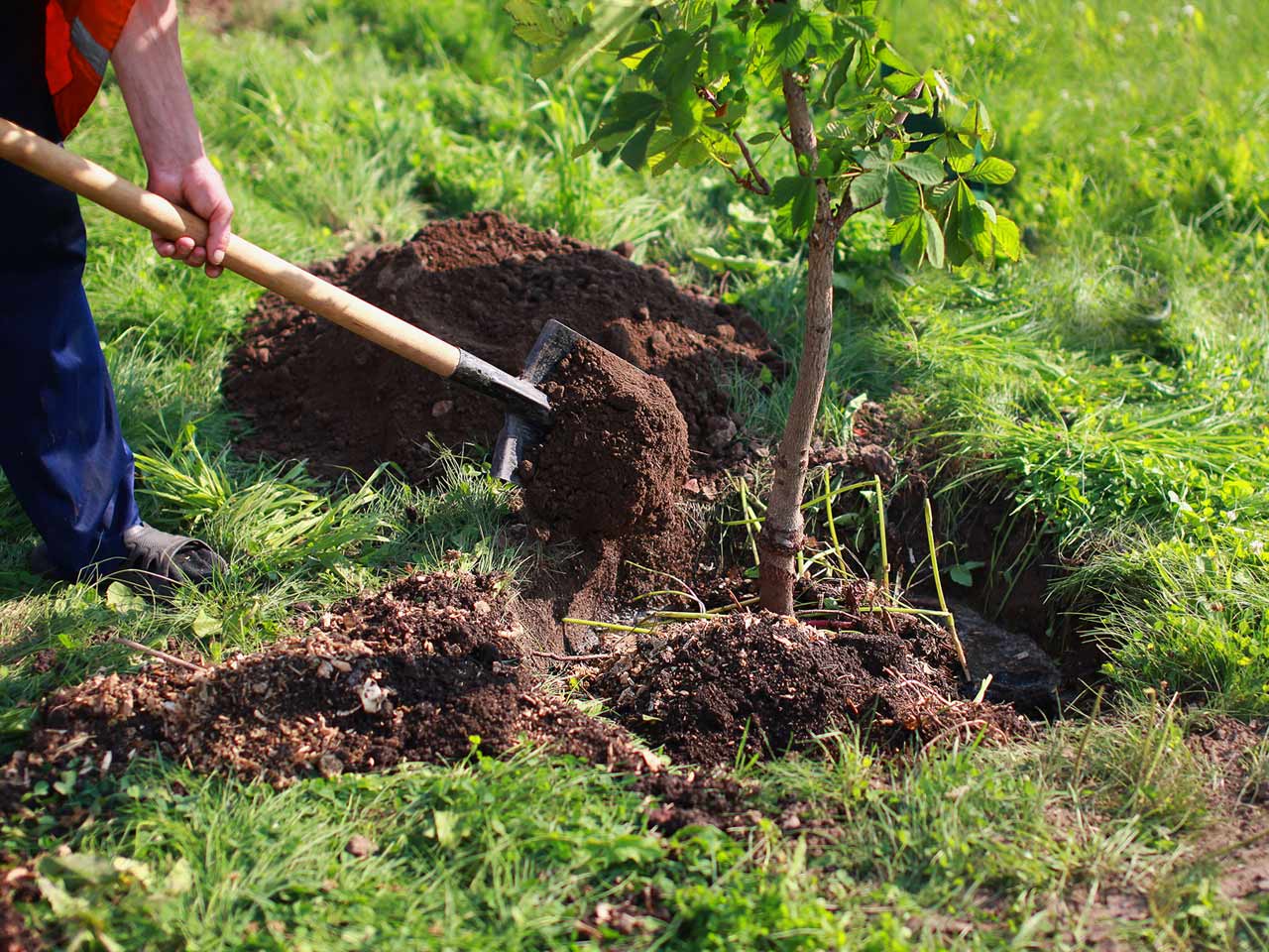 Planting a tree