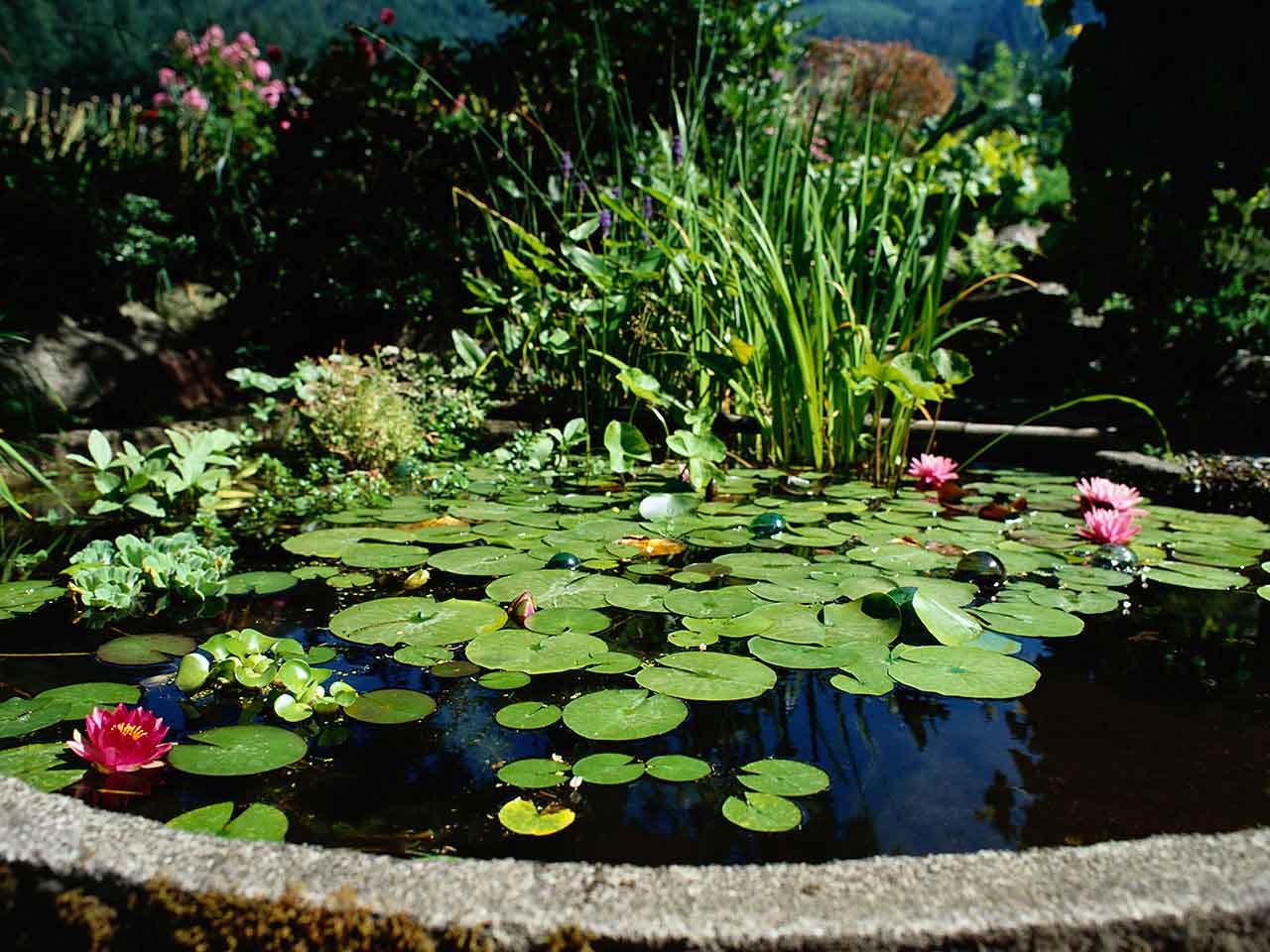 Garden pond in summer