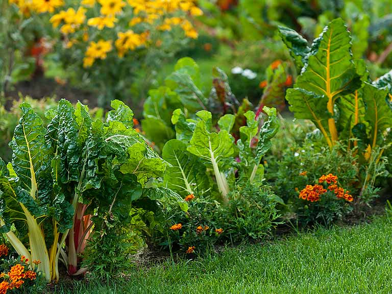 Edible produce growing in garden