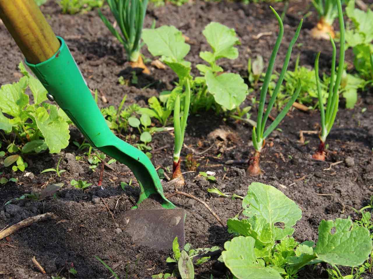 Digging a vegetable patch