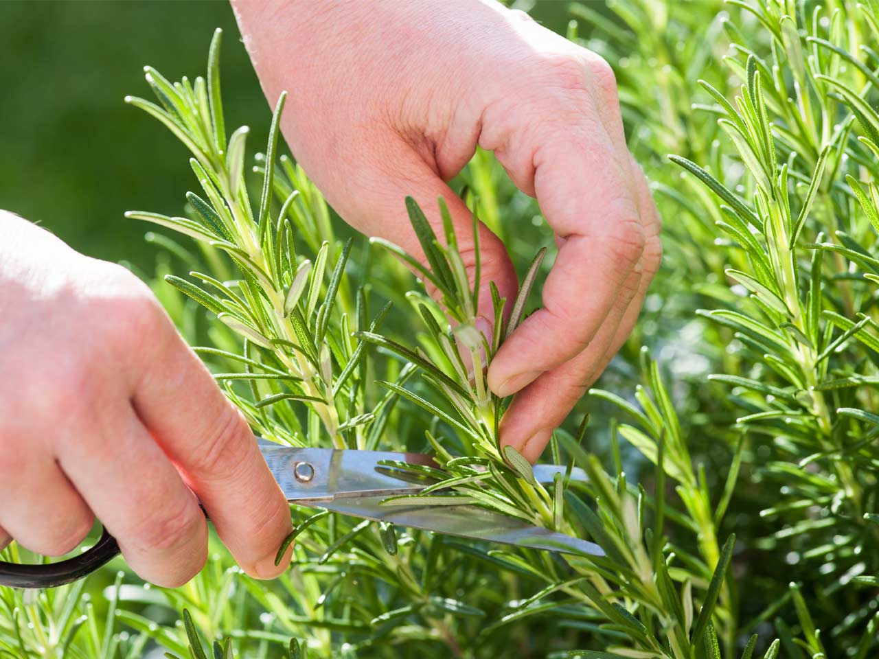 Rosemary cutting