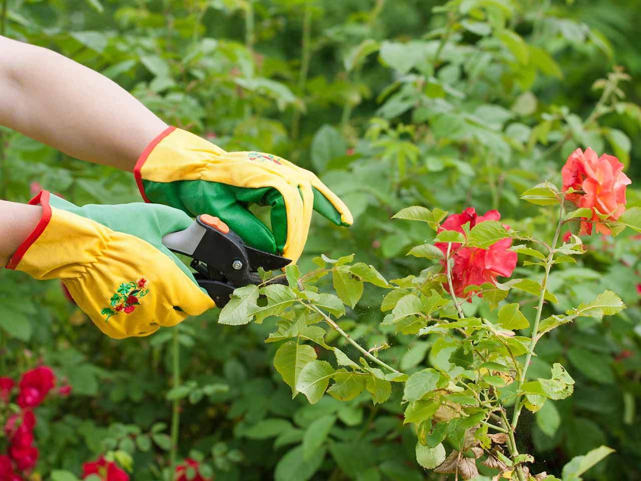 Pruning roses