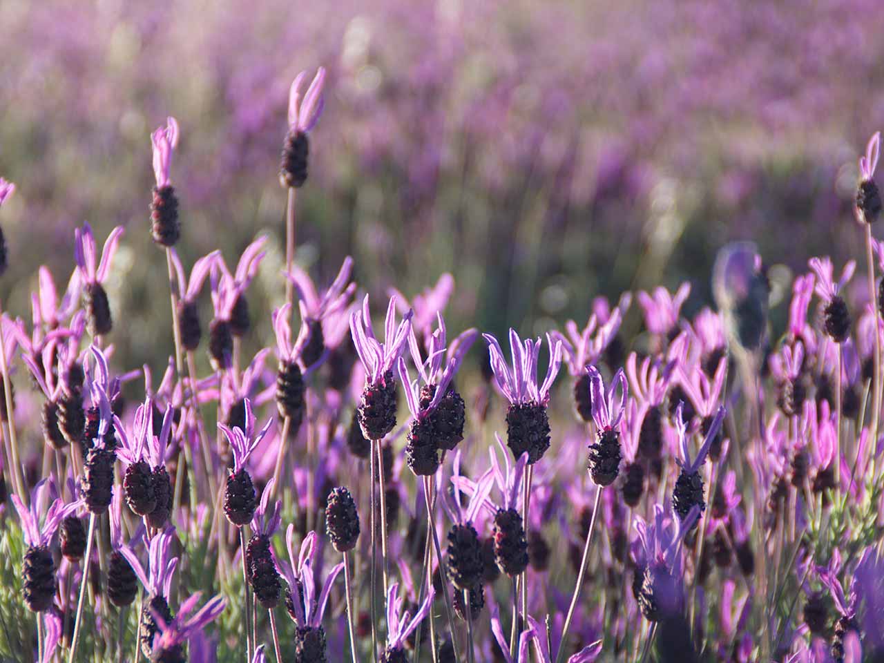 Lavandula stoechas known as French or Spanish lavender