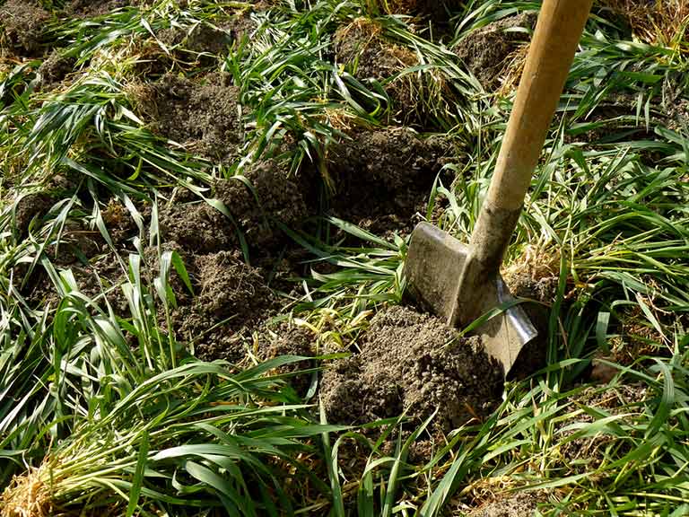 Gardener spreading green manure