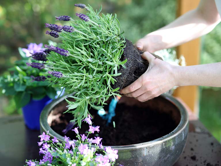 Lavender plant being potted