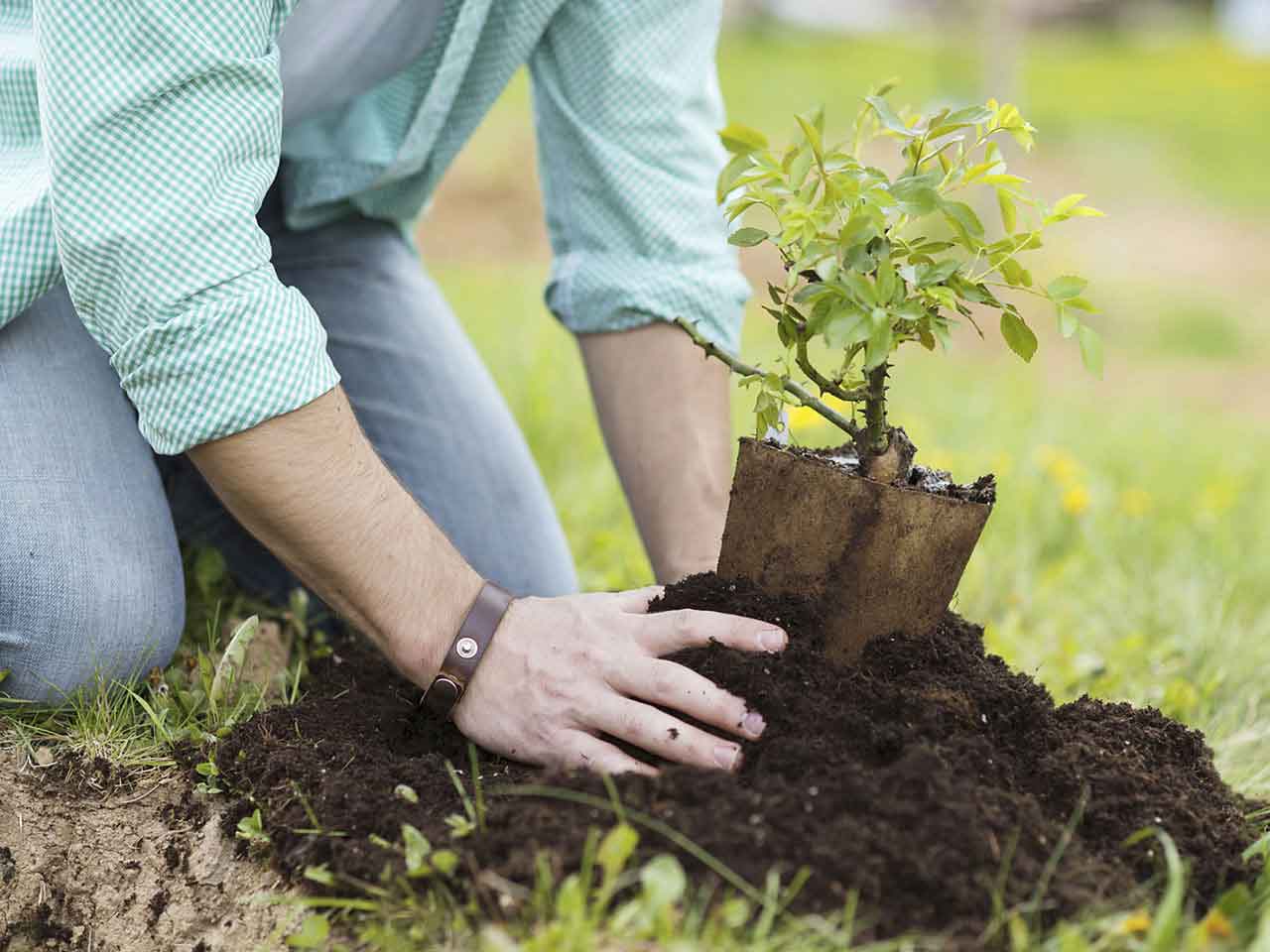 Man planting a tree in the garden