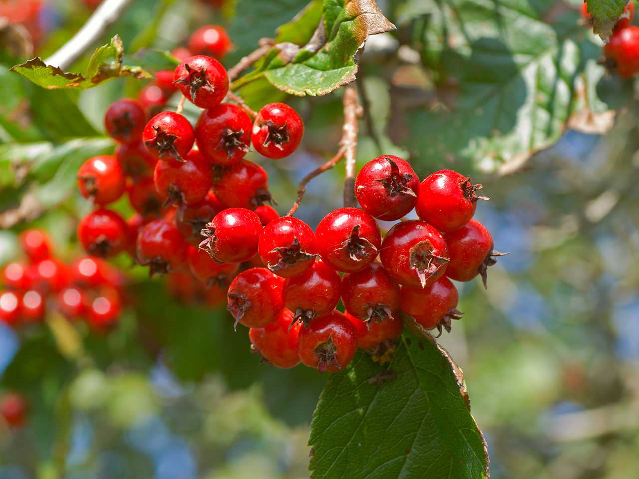 Ornamental hawthorn tree branch with red fruits