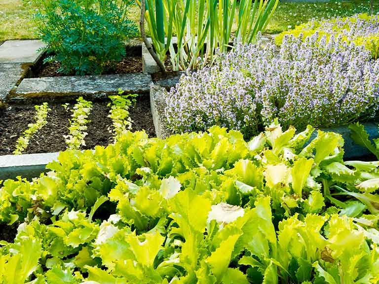 Herb and lettuce garden