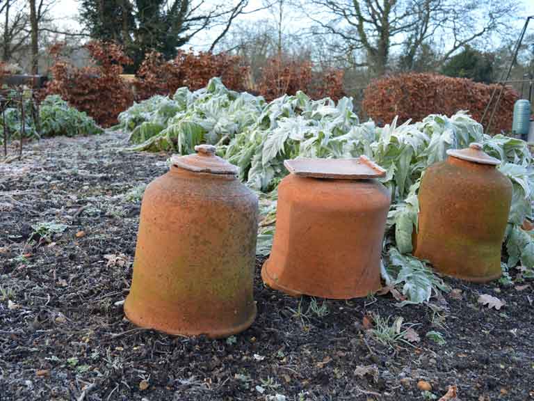 Forcing rhubarb in January