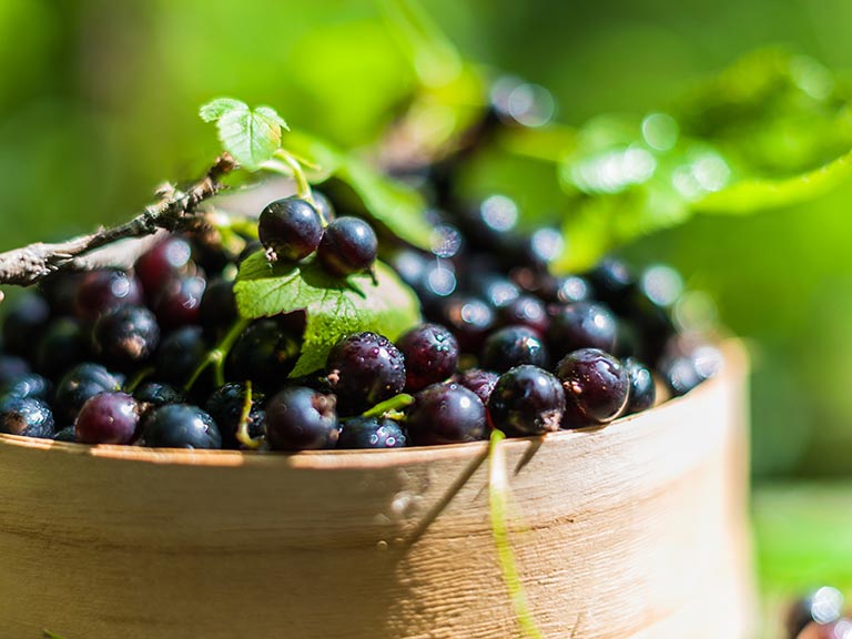 Container of blackcurrants