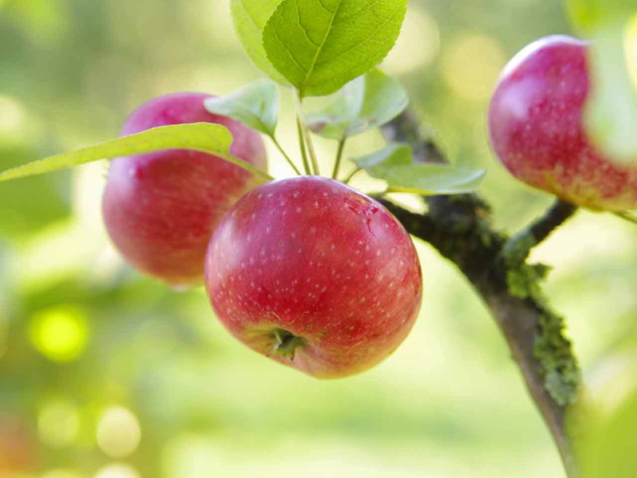 Apples growing on a tree