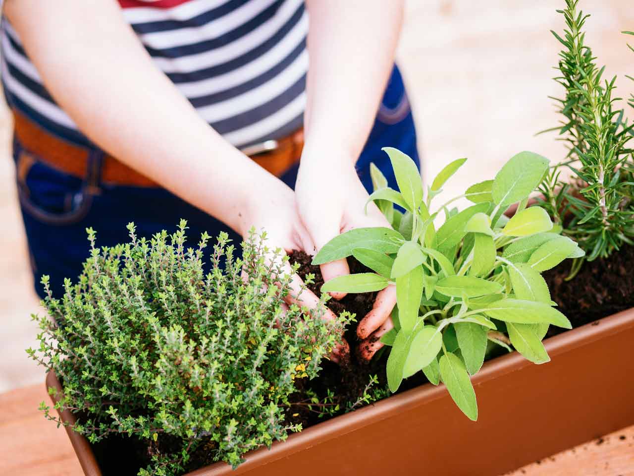 Planting a container with herbs